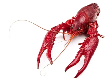 Crawdad Author thumbnail