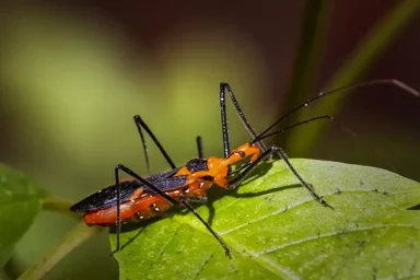 Bug 23 Author thumbnail