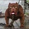 BurntDog's Dog House Author thumbnail